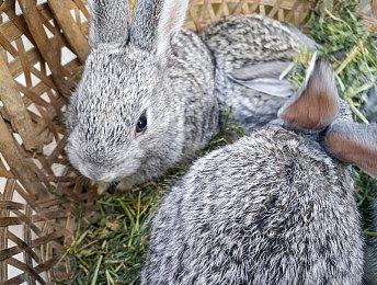 氛围感好评佳作《双子（Gemini）》将于4月6日为Switch玩家带来视听享受